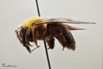 Media type: image;   Entomology 810833 Aspect: habitus lateral view